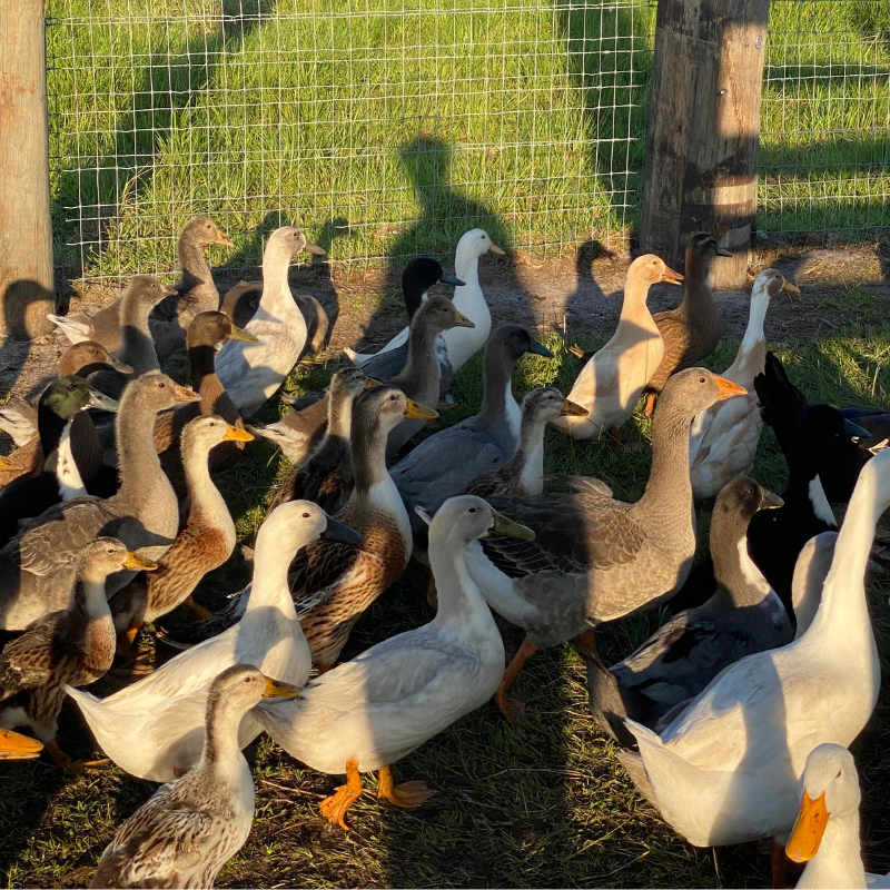 Farm-Raised Ducks & Geese  – Moroccan Twins Farm