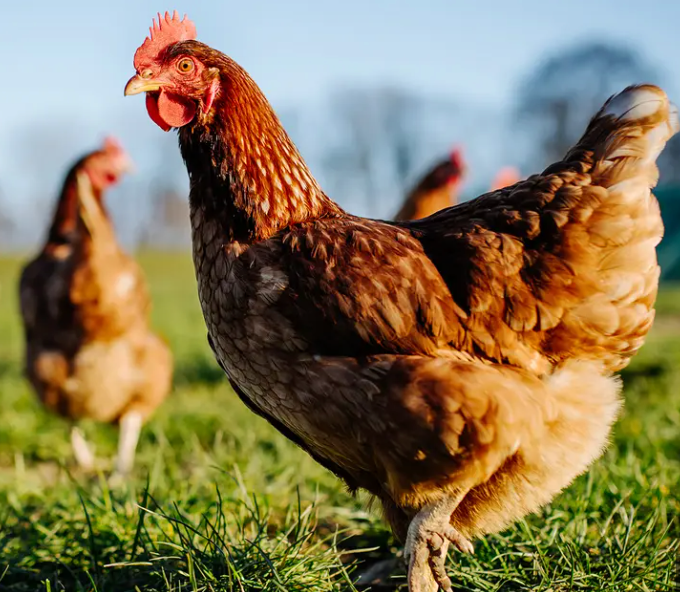 Chickens