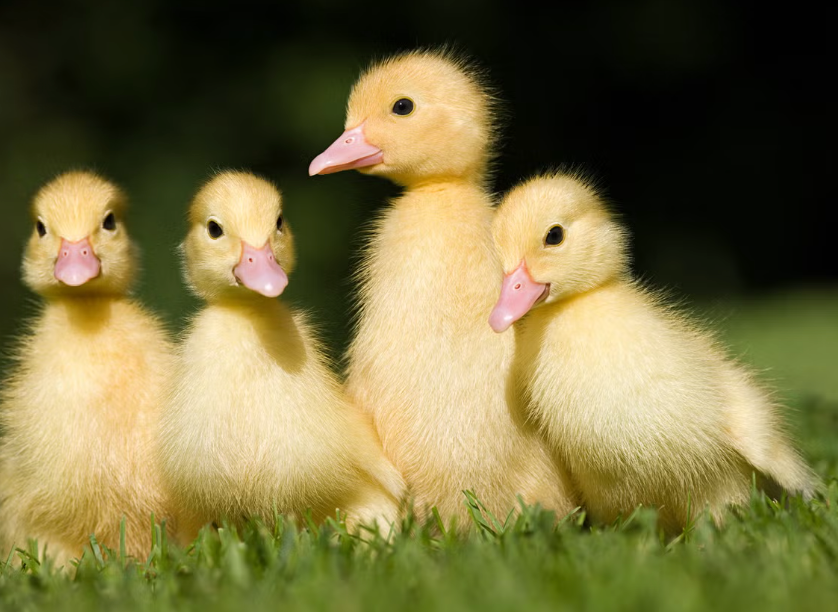Ducks & Geese