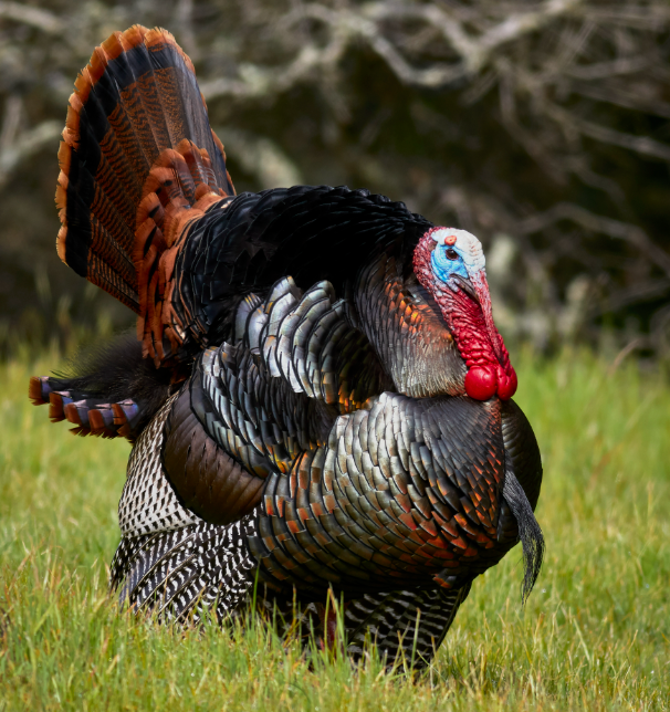 Turkeys Collection