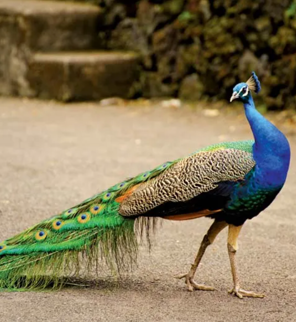 Peafowls Collection
