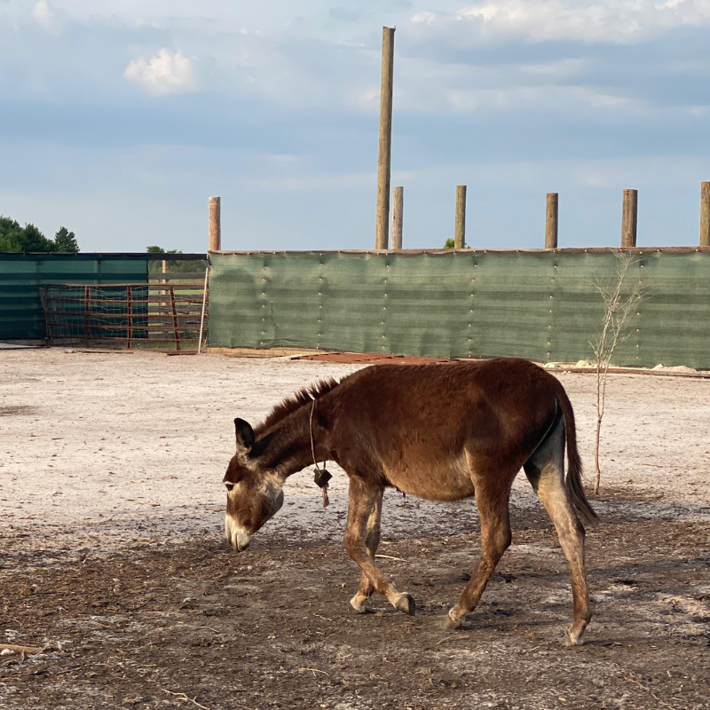 Farm-Raised Donkeys