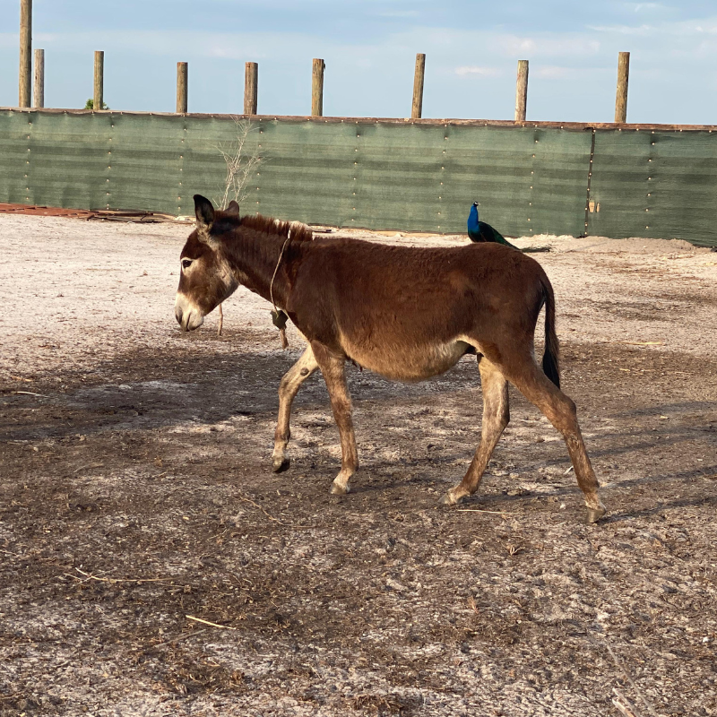 Farm-Raised Donkeys