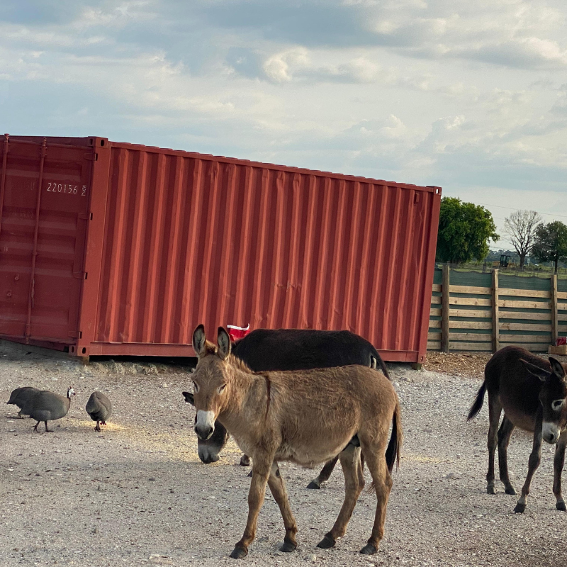 Farm-Raised Donkeys