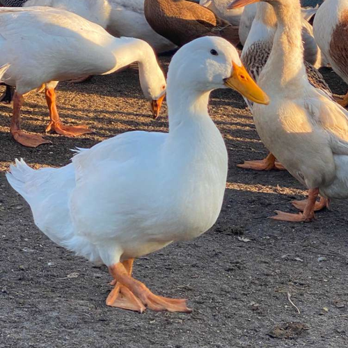 Farm-Raised Ducks &amp; Geese&nbsp;