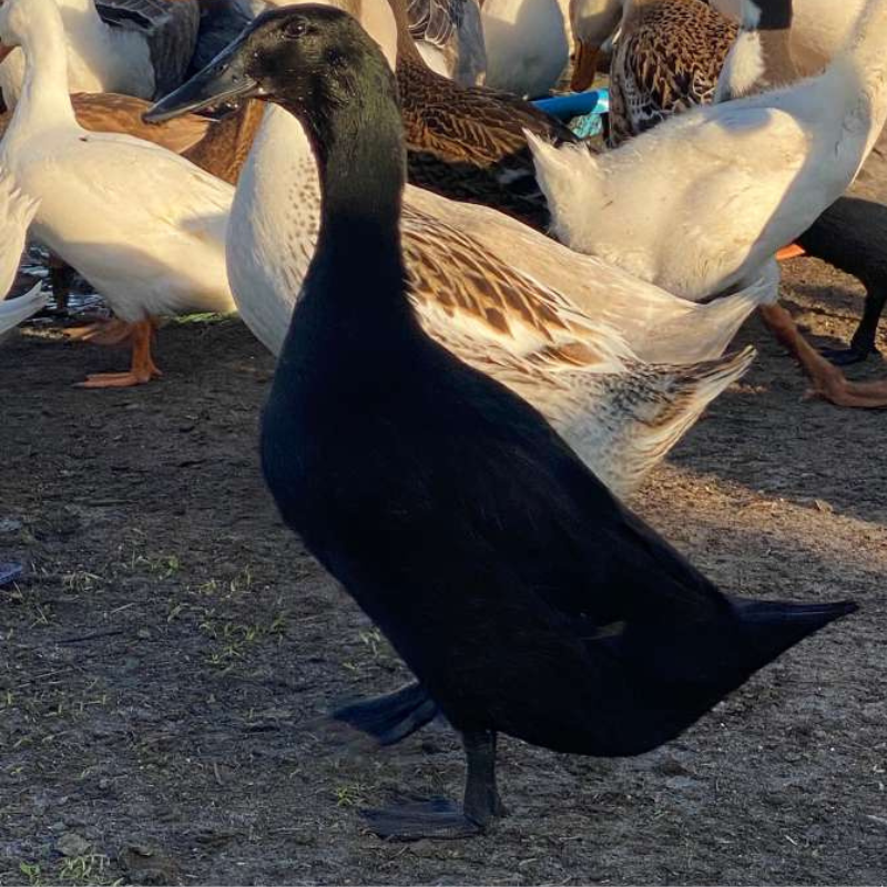 Farm-Raised Ducks &amp; Geese&nbsp;