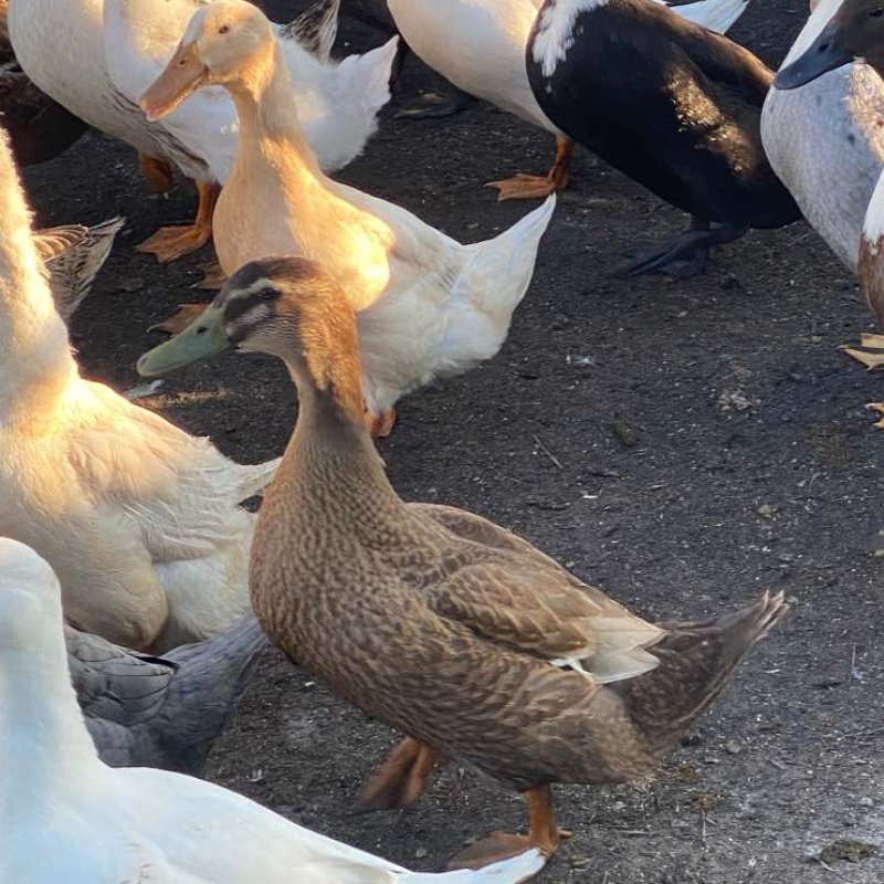 Farm-Raised Ducks &amp; Geese&nbsp;