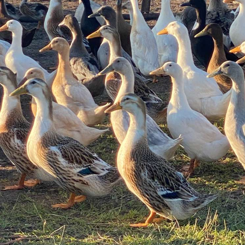 Farm-Raised Ducks &amp; Geese&nbsp;