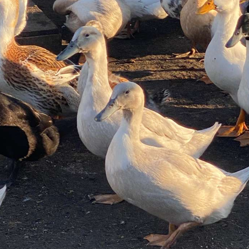 Farm-Raised Ducks &amp; Geese&nbsp;