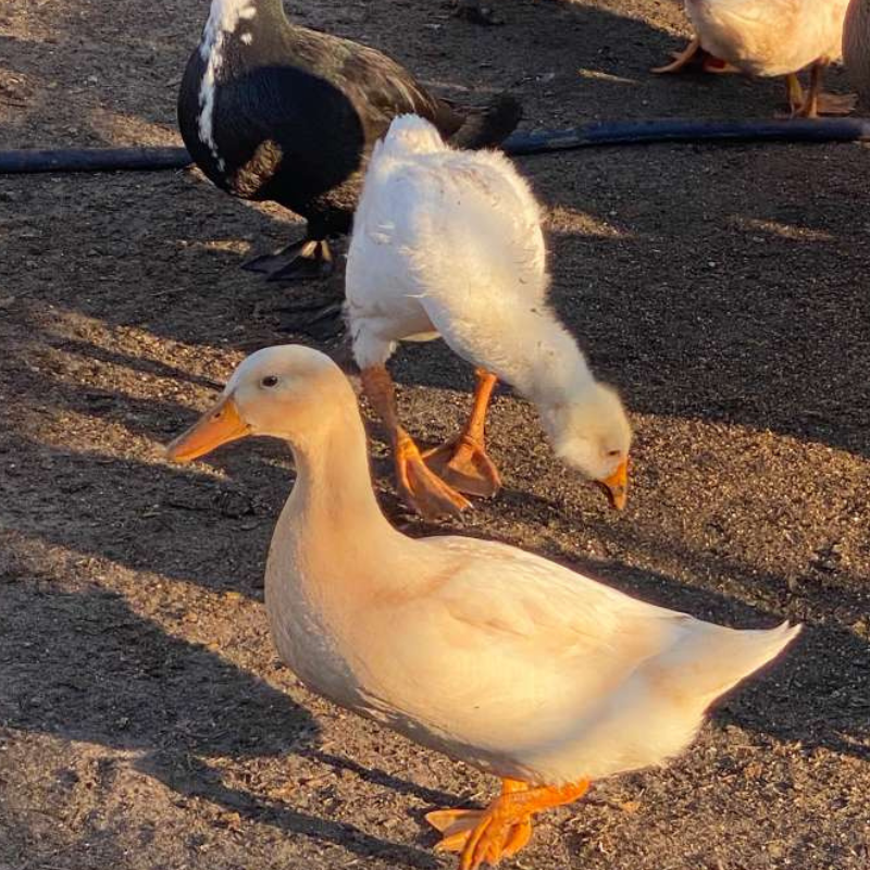 Farm-Raised Ducks &amp; Geese&nbsp;