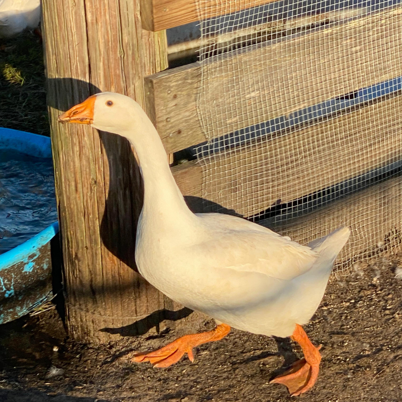 Farm-Raised Ducks &amp; Geese&nbsp;