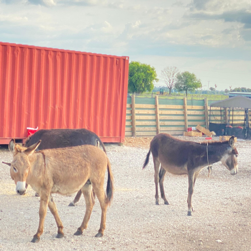 Farm-Raised Donkeys