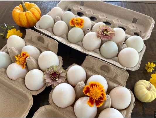 Farm-Fresh Duck Eggs