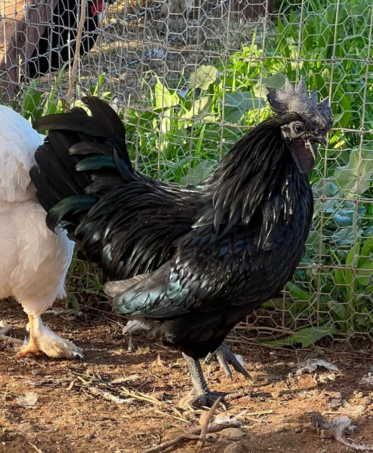 Ayam Cemani Baby Chicks
